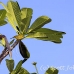 bird_unidentified_nlem_h_0307_bal3569.jpg